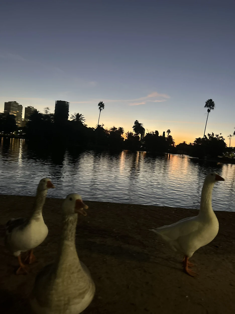 Ducks by the lake at sunset in Rosedal Park, Buenos Aires — a favorite place to unwind during the development of Holy Focus.