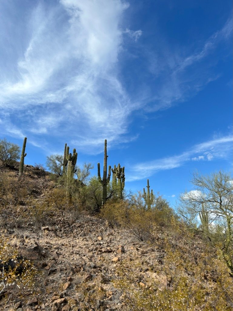 Desert hillside with tall cacti and dry brush under a vivid blue sky with sweeping white clouds.