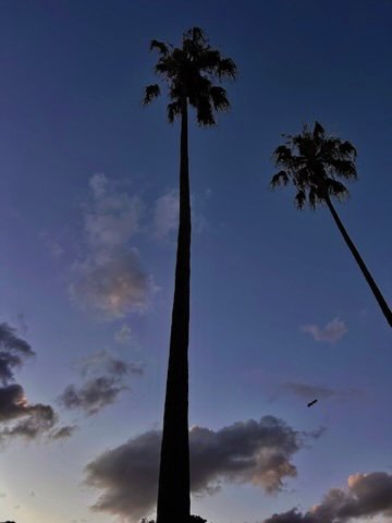 Two tall palm trees silhouetted against a dusky evening sky with soft clouds and a distant bird in flight