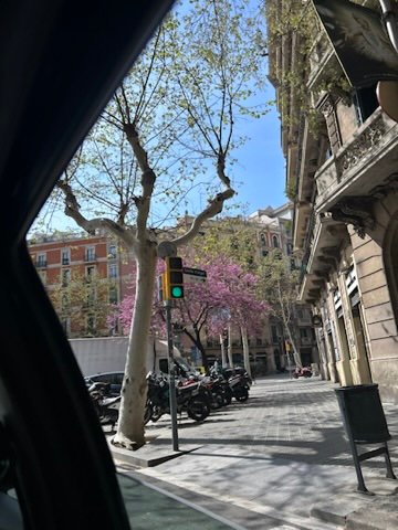 A view from a car window of a quiet city street with blooming pink trees, motorcycles lined up, and a green traffic light.