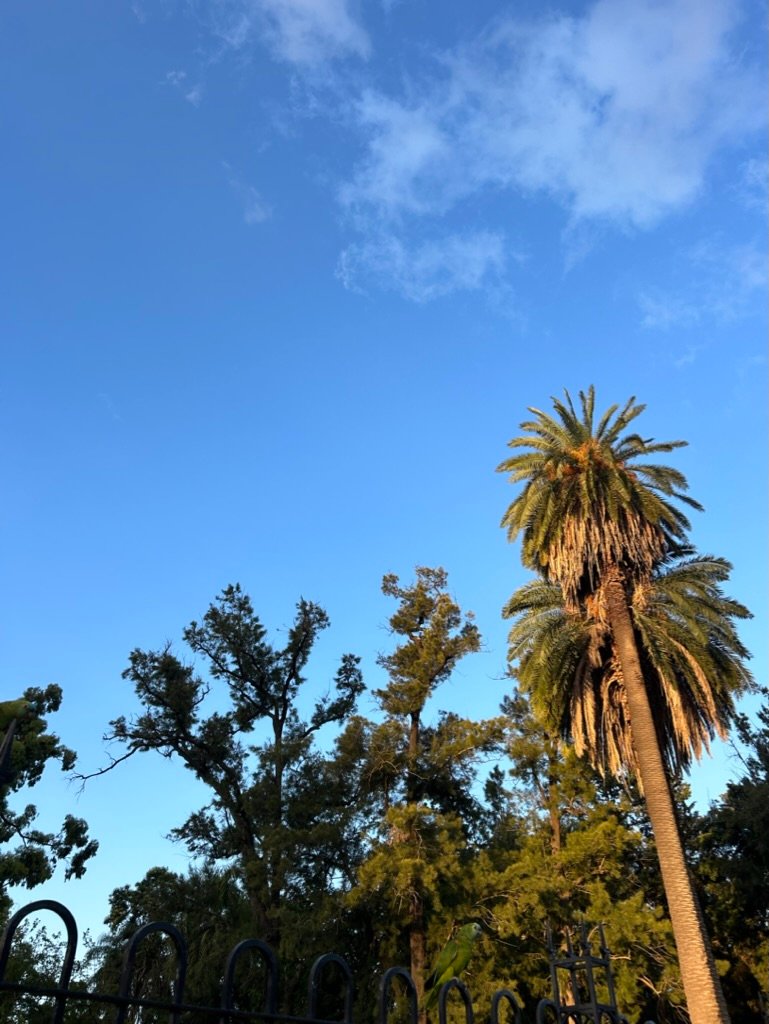 A tall palm tree and surrounding green trees stand under a bright blue sky with scattered clouds and soft sunlight
