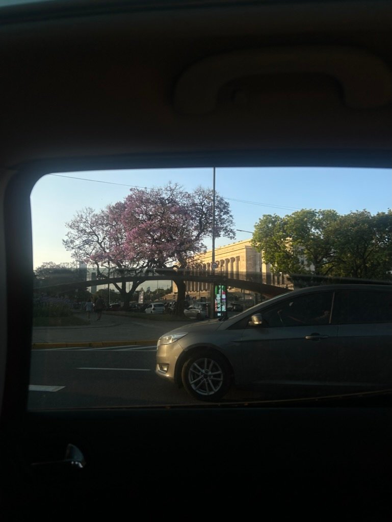 A photo taken from inside a car showing a blooming jacaranda tree and a historic building lit by golden-hour sunlight.