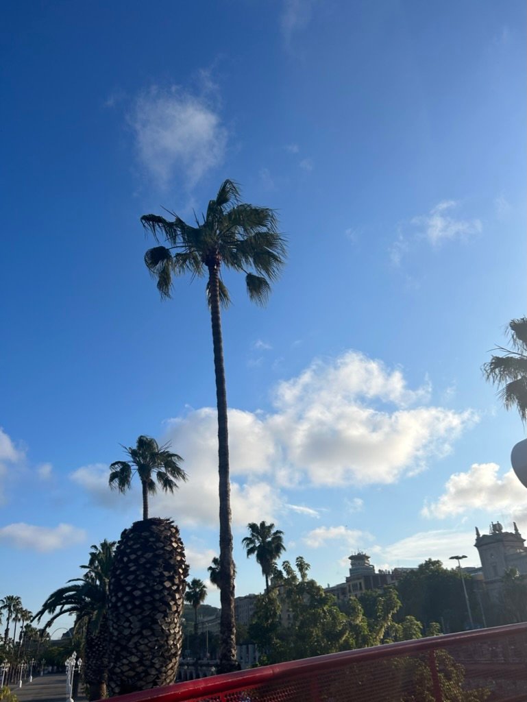 Tall palm trees reaching into a clear blue sky with scattered white clouds and sunlight shining over a cityscape.