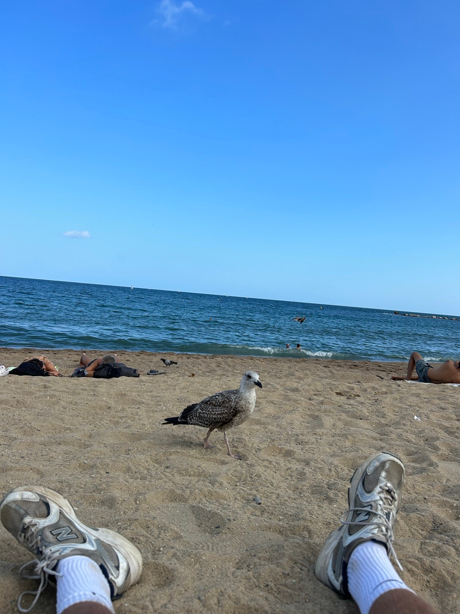A seagull standing on a sandy beach between a person’s outstretched legs, with the ocean and sunbathers in the background.
