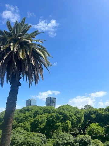 A tall palm tree standing against a bright blue sky with scattered clouds, with green treetops and two modern buildings in the background