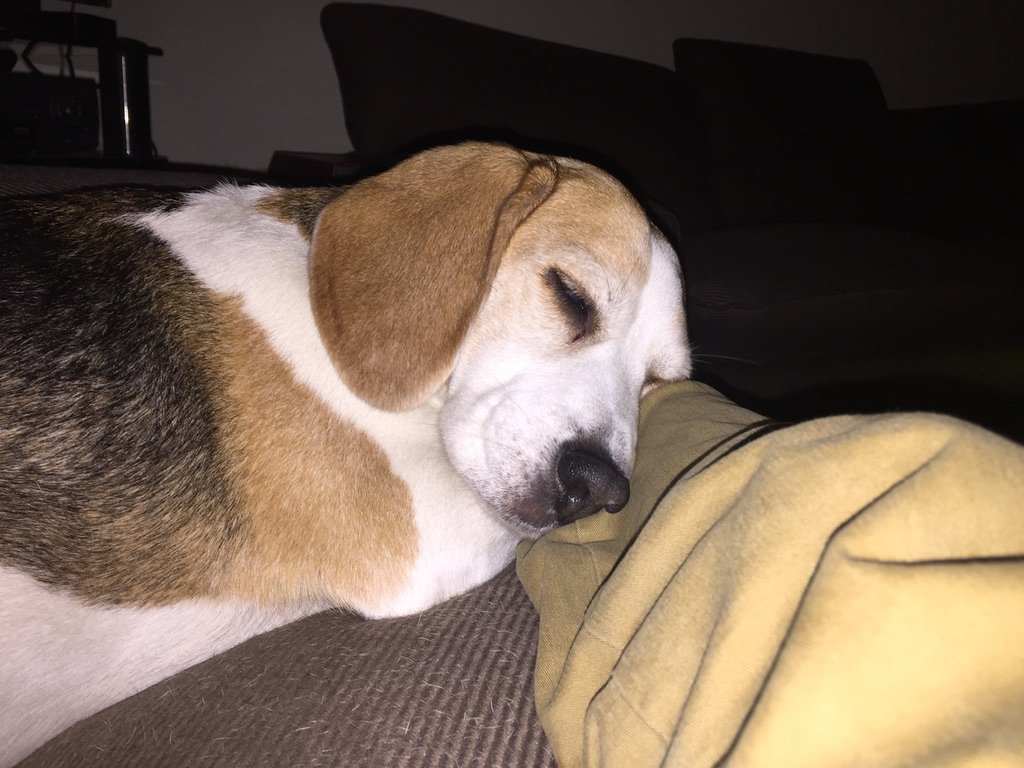 A beagle peacefully sleeping with its head resting on a person's leg in a cozy, dimly lit living room